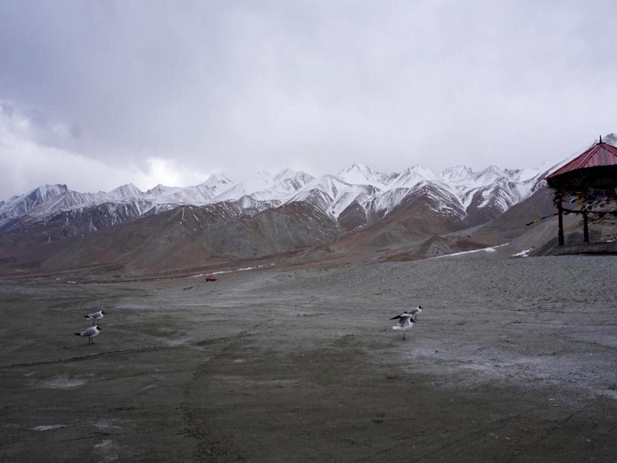 Pangong Delight Camps And Cottages Spangmik المظهر الخارجي الصورة